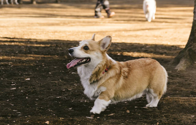 お散歩中のウェルシュ コーギー ペンブローク 犬 の写真 画像 フリー素材 ぱくたそ