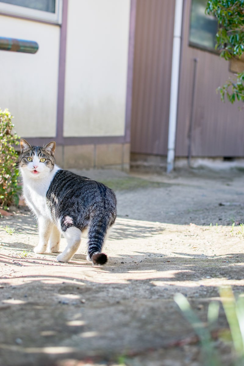 「散歩中に振り返る猫」の写真