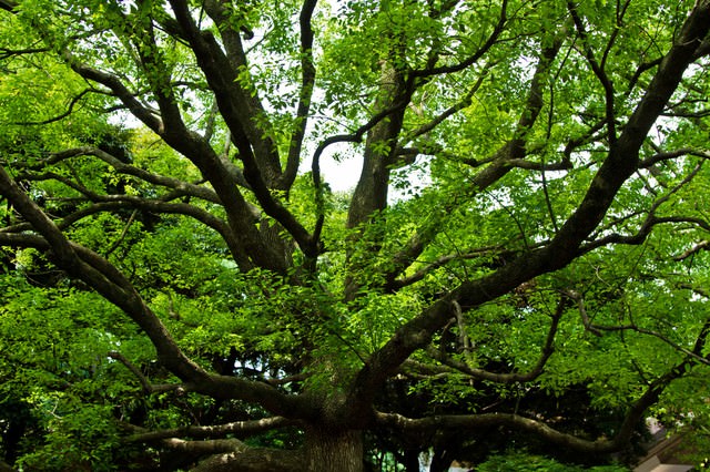 晴れた緑と大きな樹木の写真 画像 フリー素材 ぱくたそ