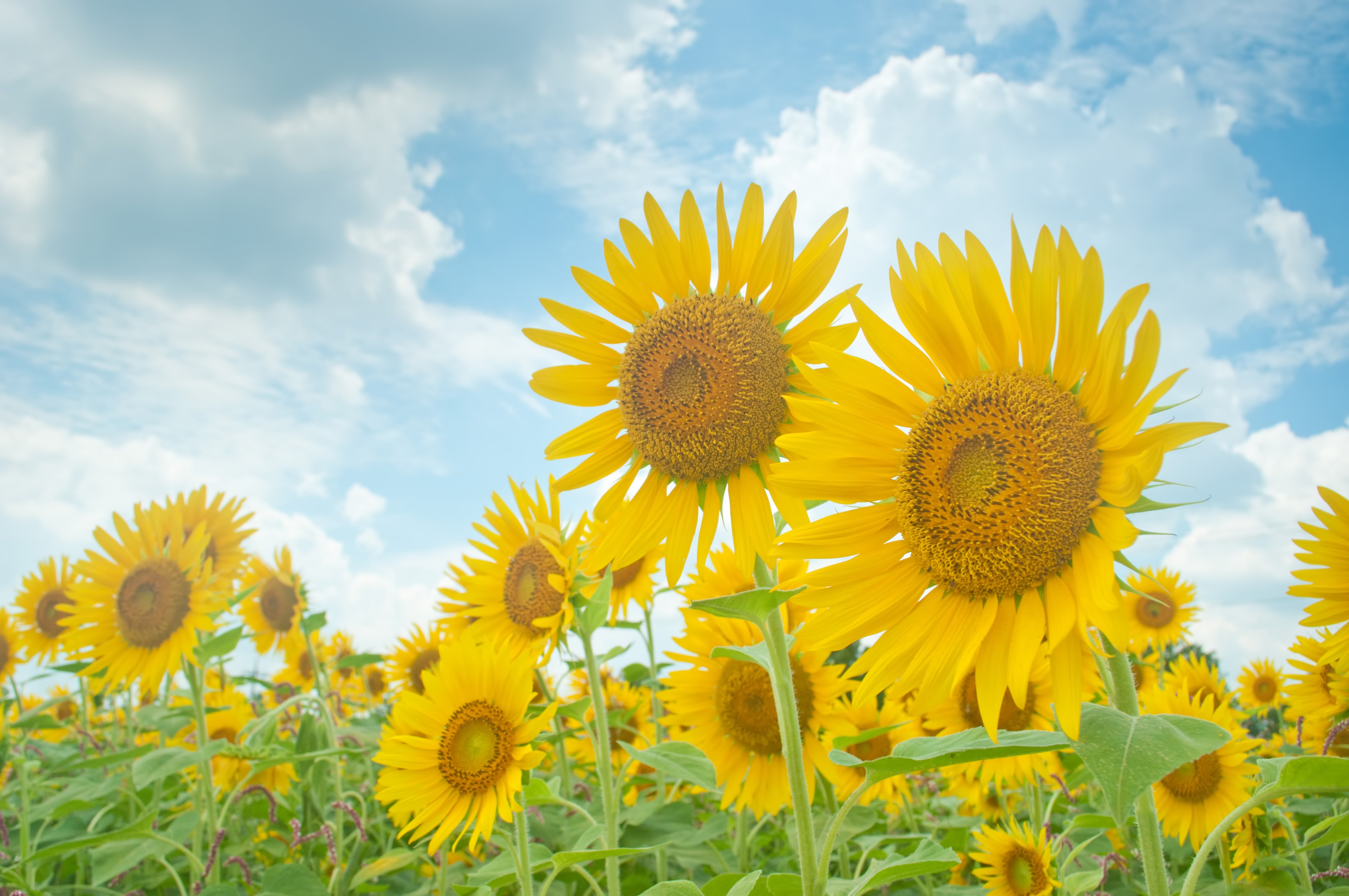 夏空と向日葵の写真 フリー素材は ぱくたそ 写真を無料ダウンロード