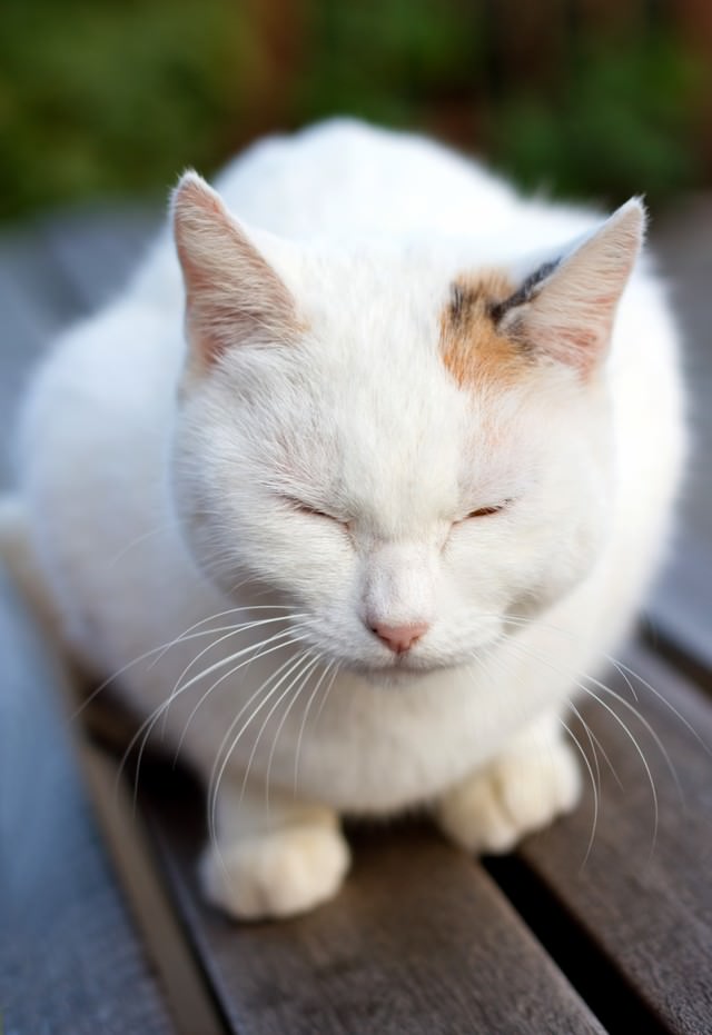 ベンチで丸くなる白い猫ちゃんの写真 画像 を無料ダウンロード フリー素材のぱくたそ