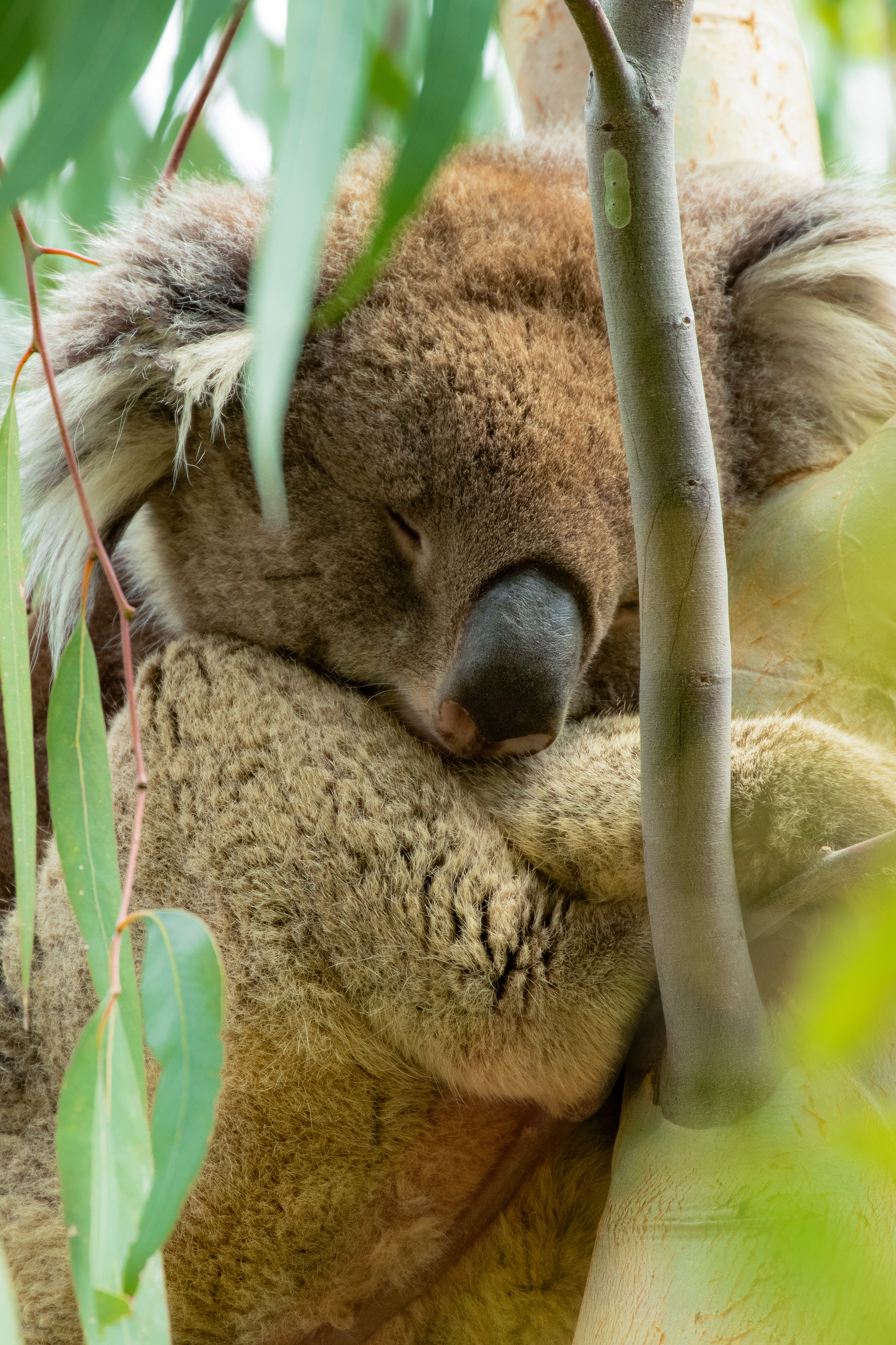 ユーカリの木の上で眠るコアラの写真を無料ダウンロード フリー素材 ぱくたそ