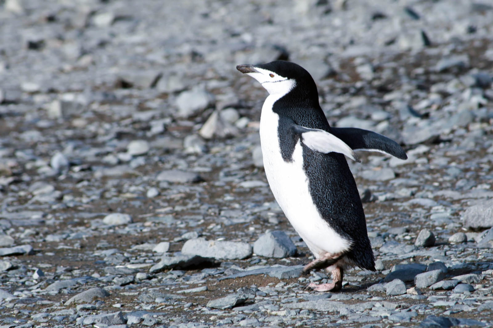 落ち着きのないヒゲペンギンの写真 フリー素材は ぱくたそ 写真を無料ダウンロード