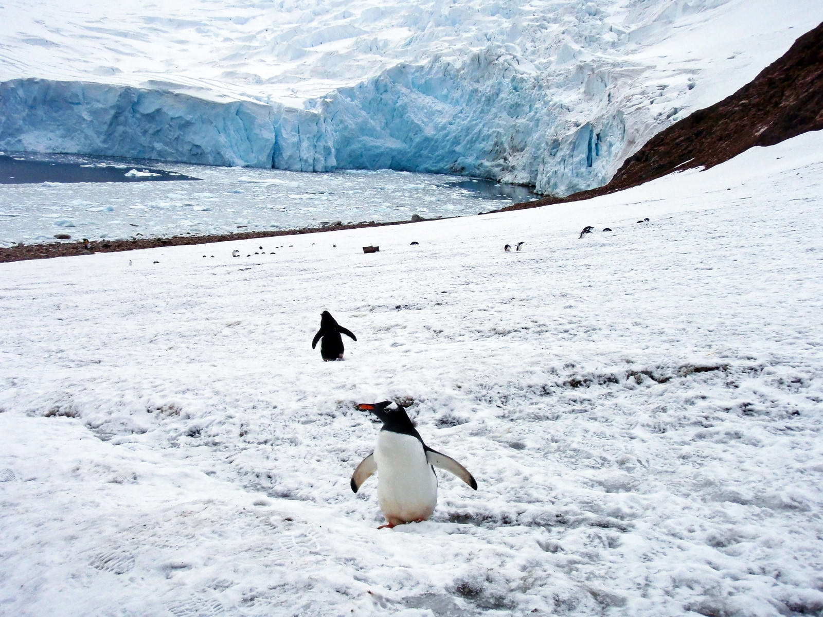 ニコハーバーの氷河とペンギンの写真 画像 フリー素材 ぱくたそ