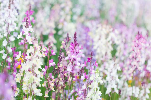 リナリアの花の写真 画像 フリー素材 ぱくたそ