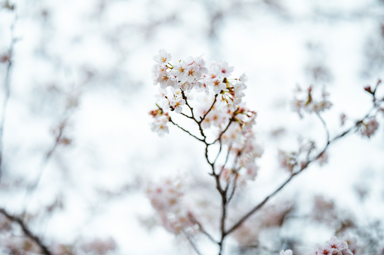 冬に咲く桜の写真素材 ぱくたそ