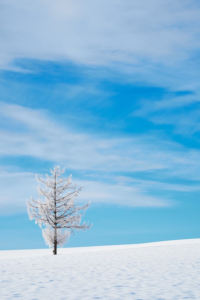 雪の中の一本の木の写真 画像 フリー素材 ぱくたそ