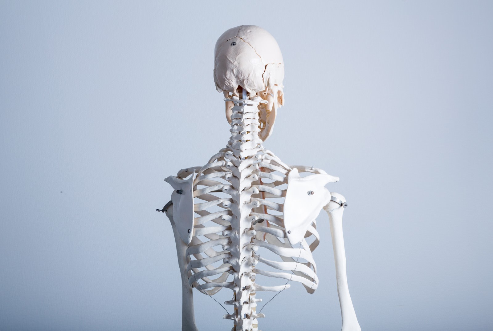 人体骨格模型 背中 の写真を無料ダウンロード フリー素材 ぱくたそ
