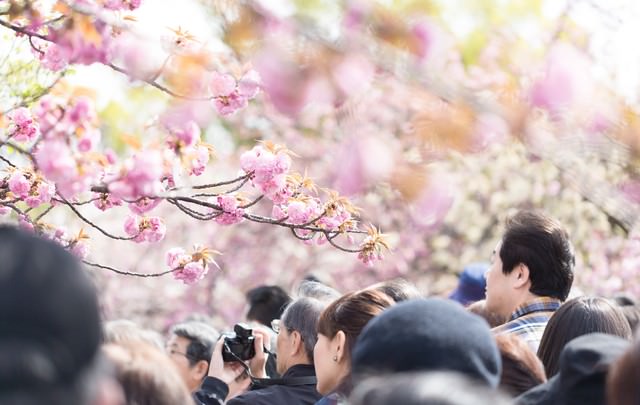 花見に訪れた観光客