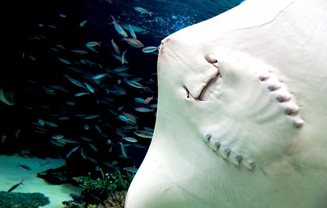 まるでお化けのようなエイの裏側（水族館）の無料写真素材 - ID.2988 ...