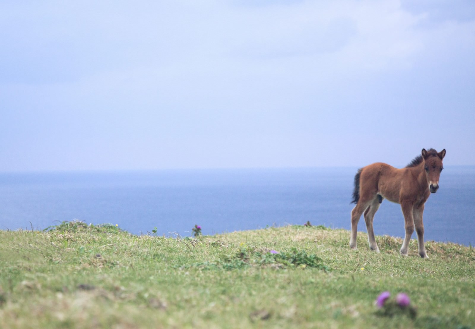 与那国島でのびのび生きる子馬の写真 画像 フリー素材 ぱくたそ