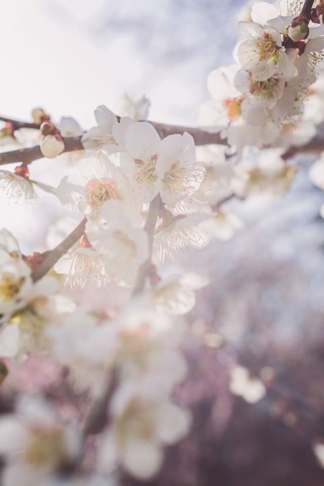 淡い光と梅の花の写真を無料ダウンロード フリー素材 ぱくたそ