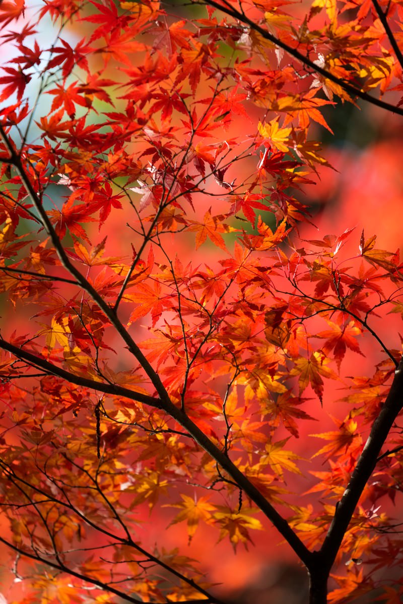 赤く紅葉した木の写真を無料ダウンロード フリー素材 ぱくたそ