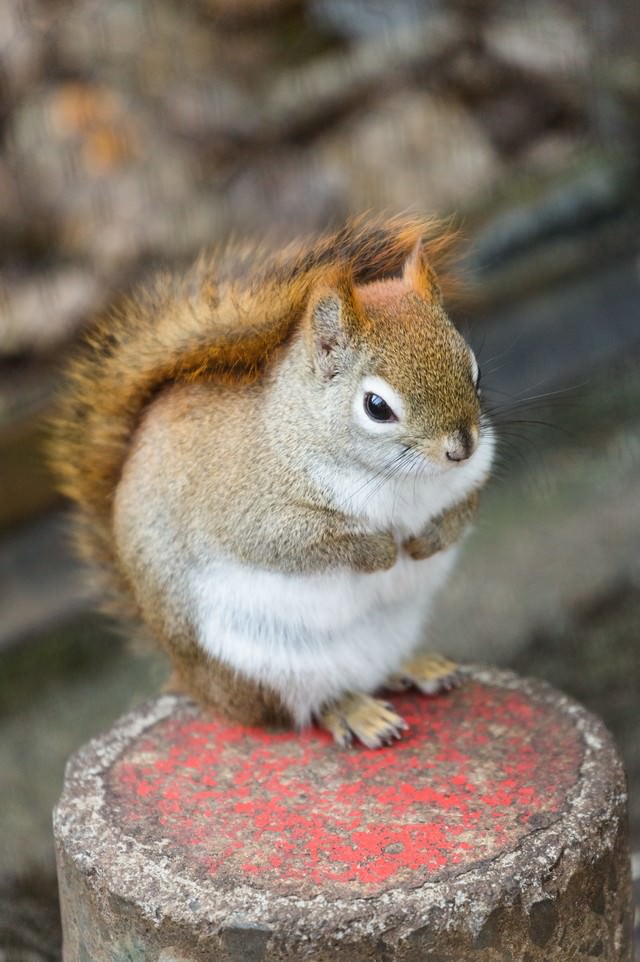 縮こまるアカリスの写真素材 ぱくたそ