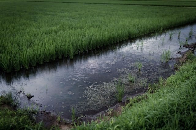 小雨が降る夏の田んぼ