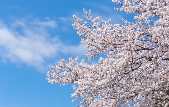 空に伸びる桜