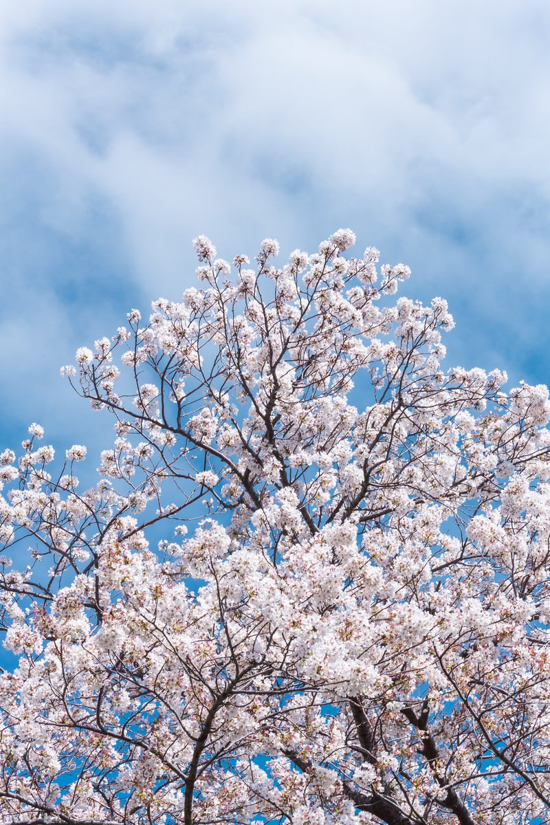 見上げた桜と青空の写真素材 ぱくたそ