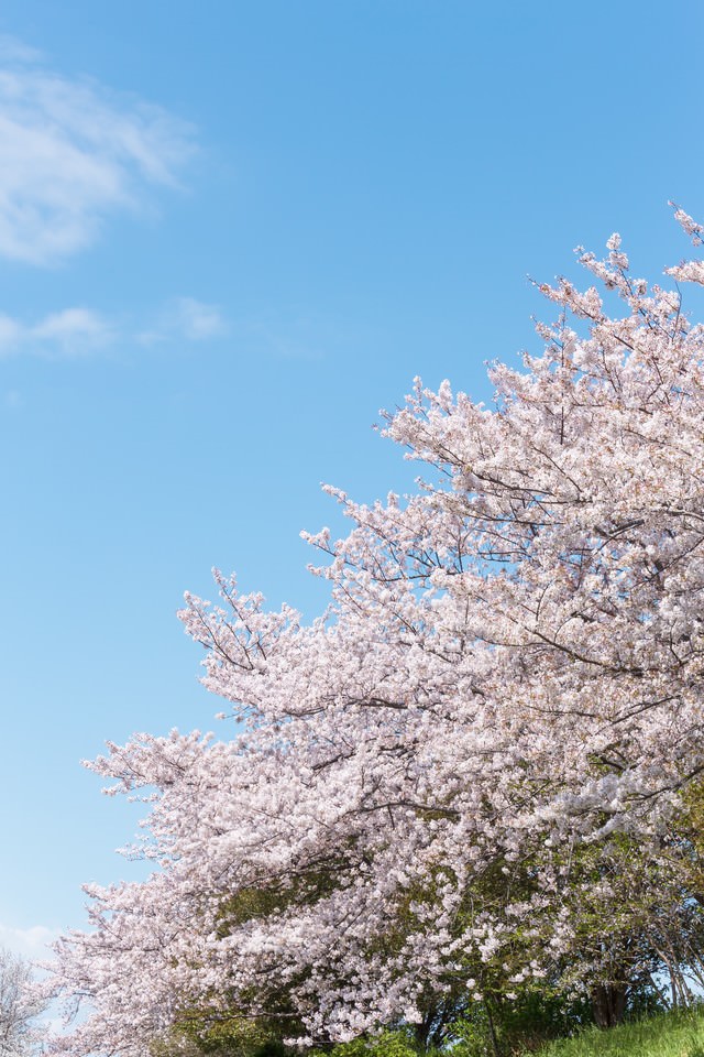 河川敷に咲く桜の写真を無料ダウンロード フリー素材 ぱくたそ