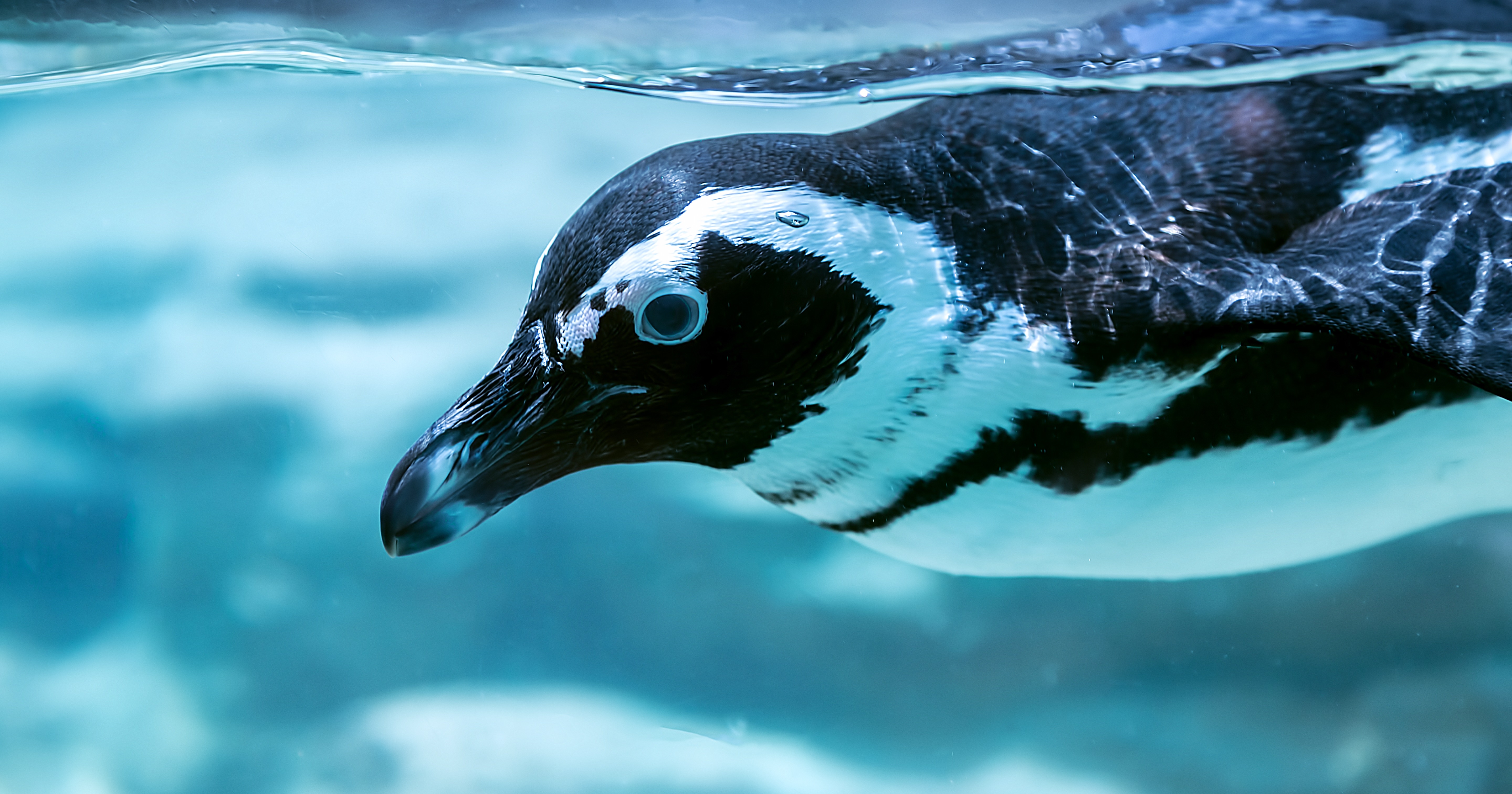 泳ぐペンギンの写真 フリー素材は ぱくたそ 写真を無料ダウンロード