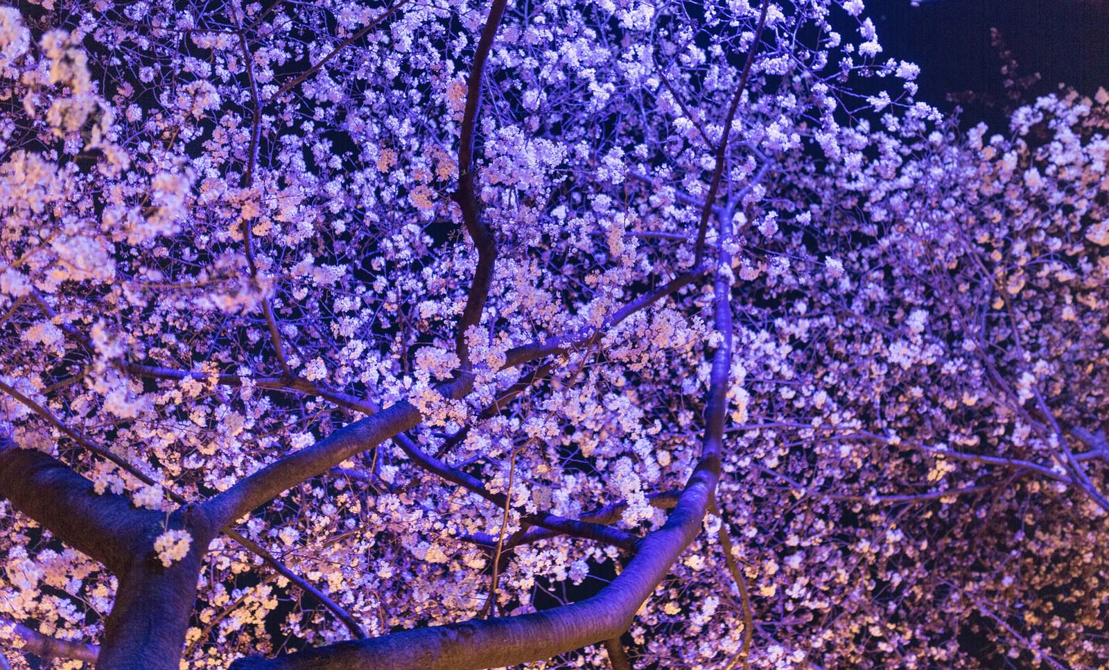 ライトアップした夜桜の写真を無料ダウンロード フリー素材 ぱくたそ