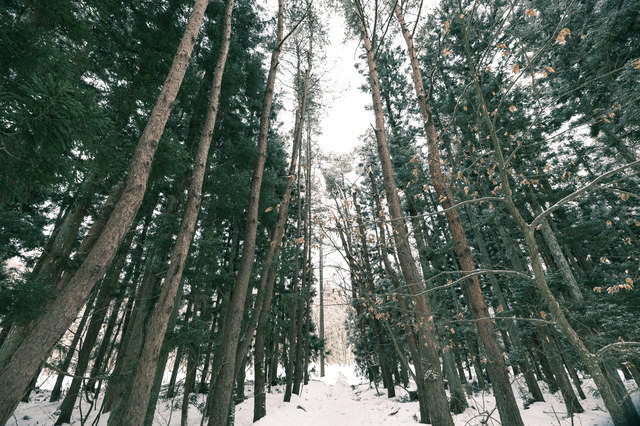 雑木林と雪道の無料写真素材 Id85411｜ぱくたそ 