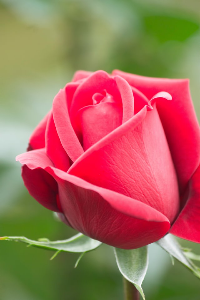 コンラッドヘンケル 薔薇 の写真を無料ダウンロード フリー素材 ぱくたそ