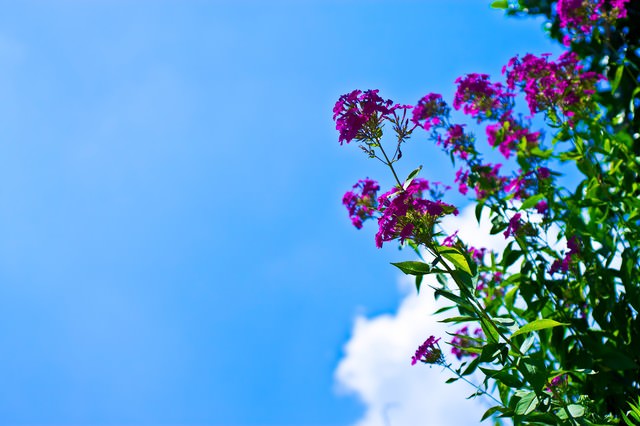 真夏の青空と紫の花