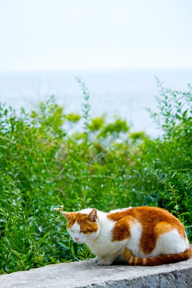 日向ぼっこ中の猫の写真素材 ぱくたそ