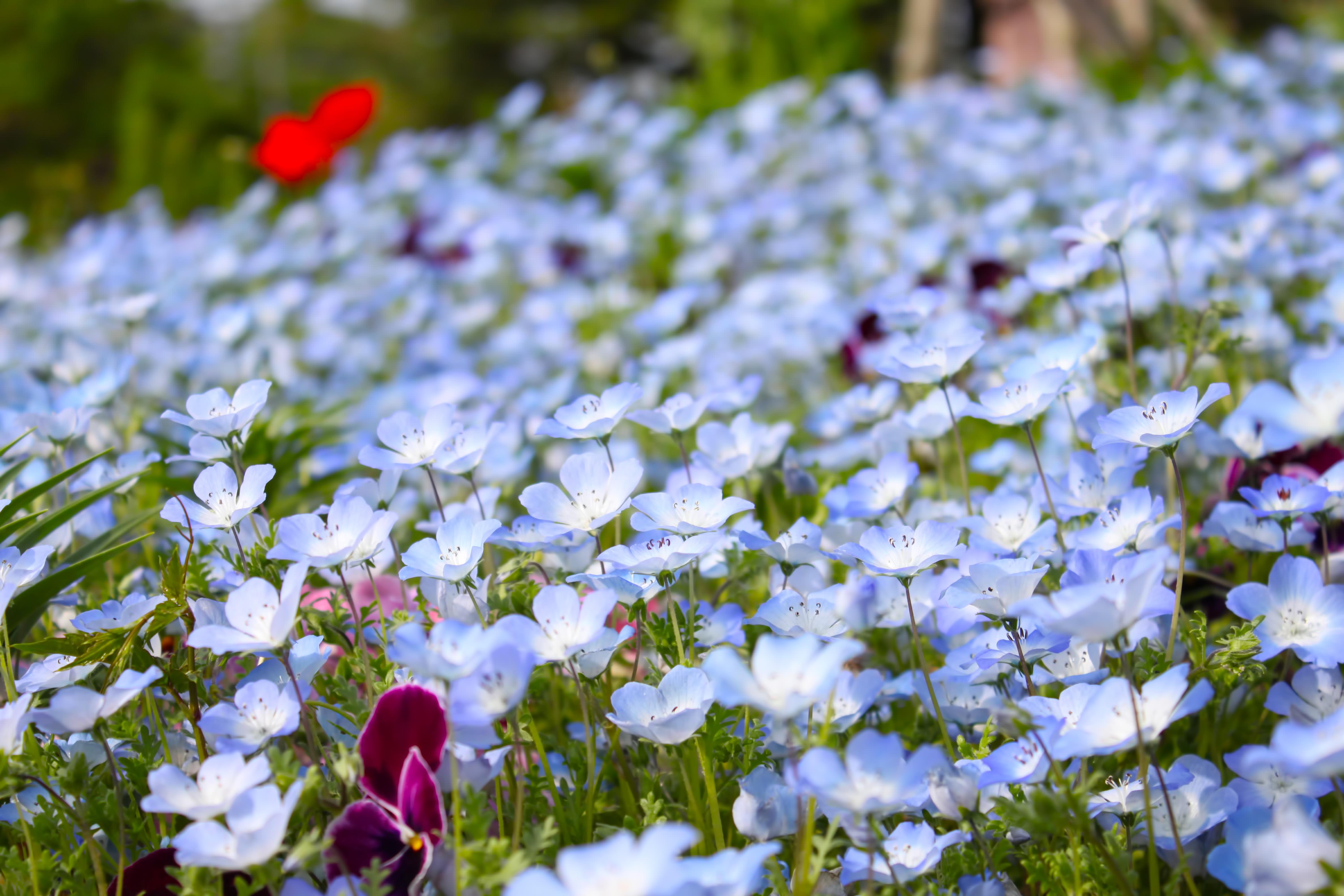 青い花の花壇の写真素材 ぱくたそ