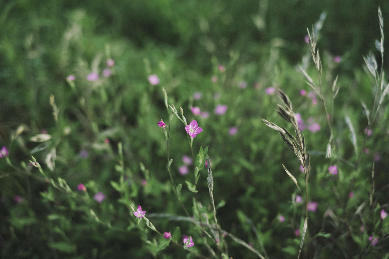 小さなピンクの花を広げる道端の草の無料の写真素材 - ID.41629｜フリー素材 ぱくたそ