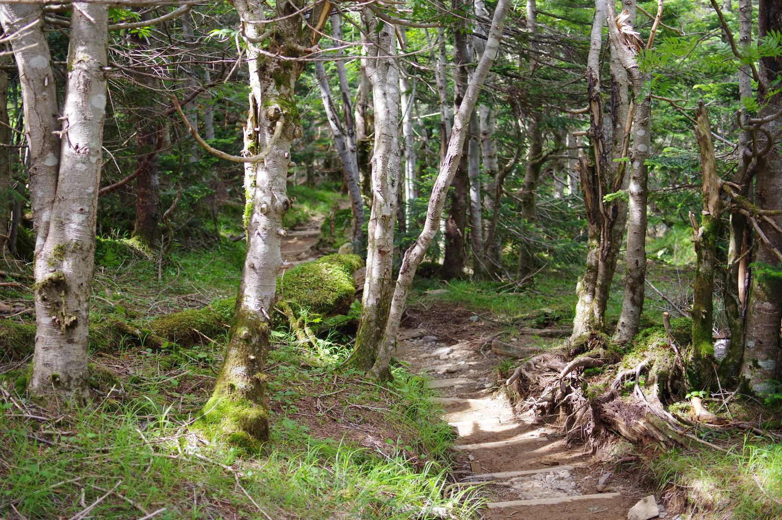 カバノキが生い茂る登山道 聖岳 の写真 画像 を無料ダウンロード フリー素材のぱくたそ