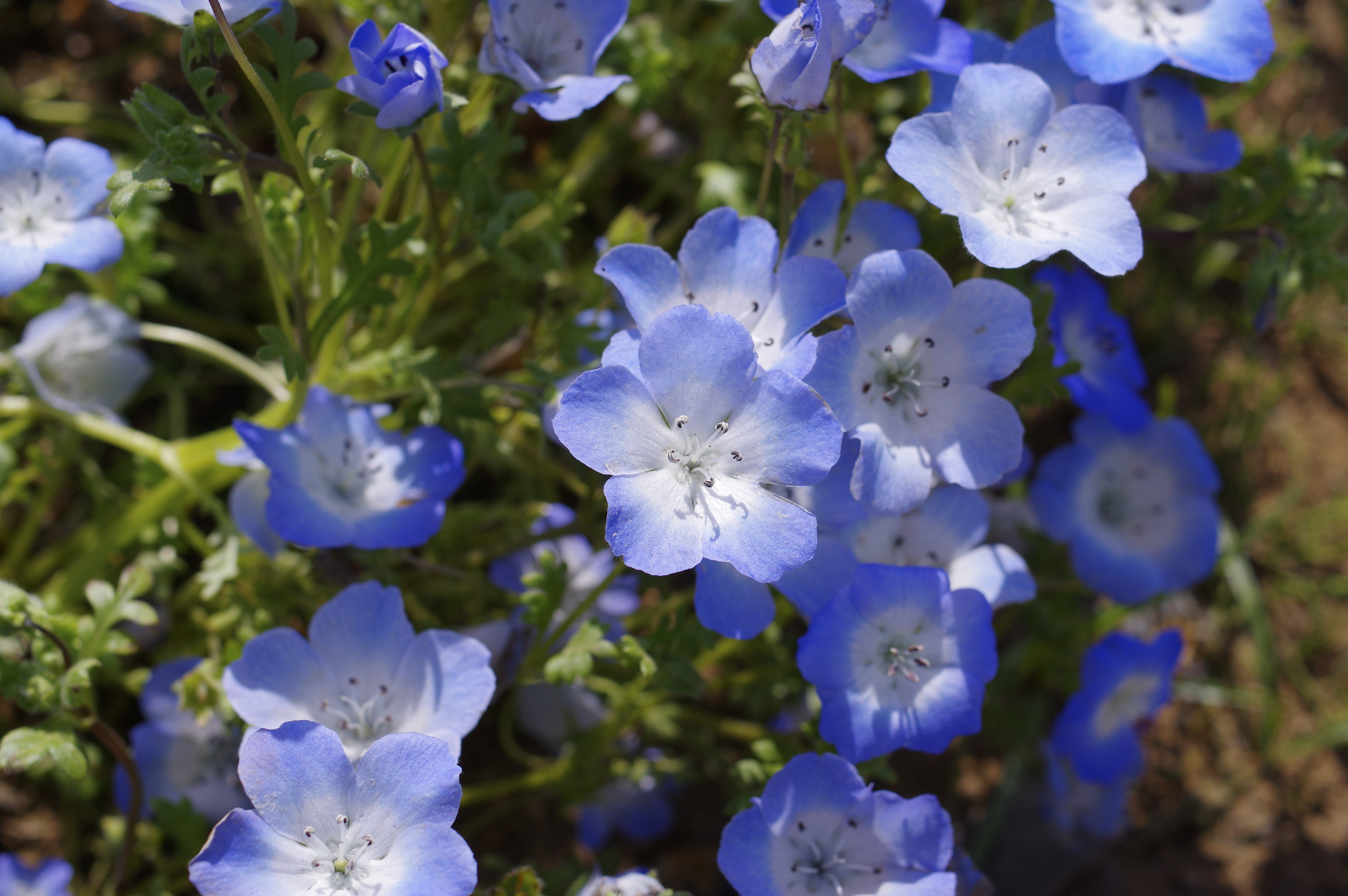 咲いたばかりのネモフィラの花の写真素材 ぱくたそ