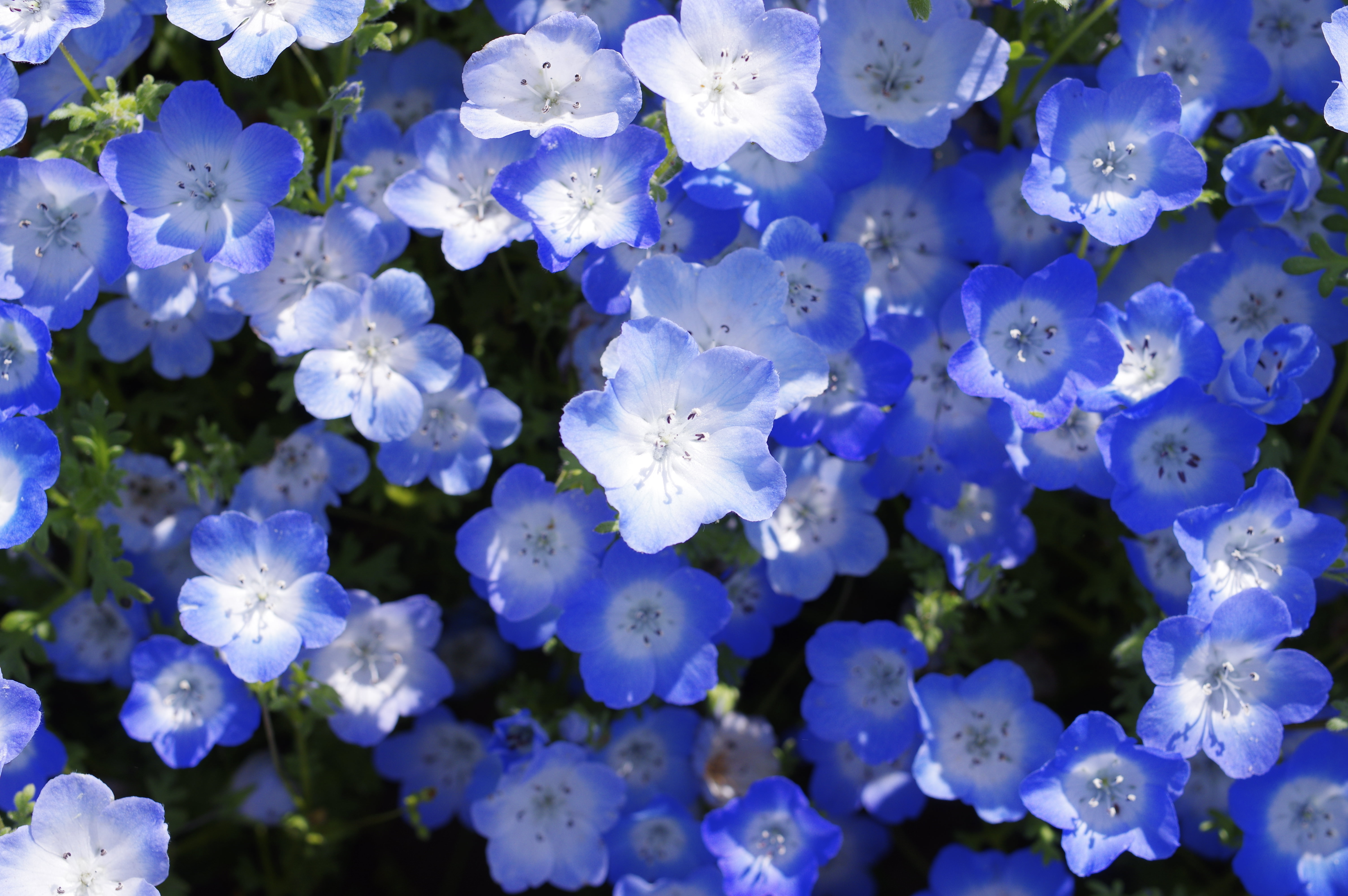 ネモフィラの花々の写真素材 ぱくたそ