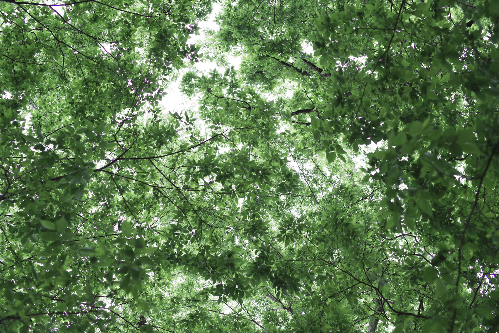 新緑に輝く森林の葉の輝きの写真を無料ダウンロード フリー素材 ぱくたそ
