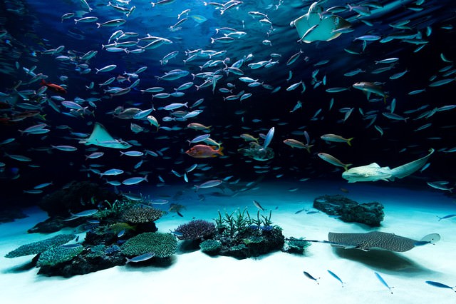 水族館の写真を無料ダウンロード フリー素材 ぱくたそ