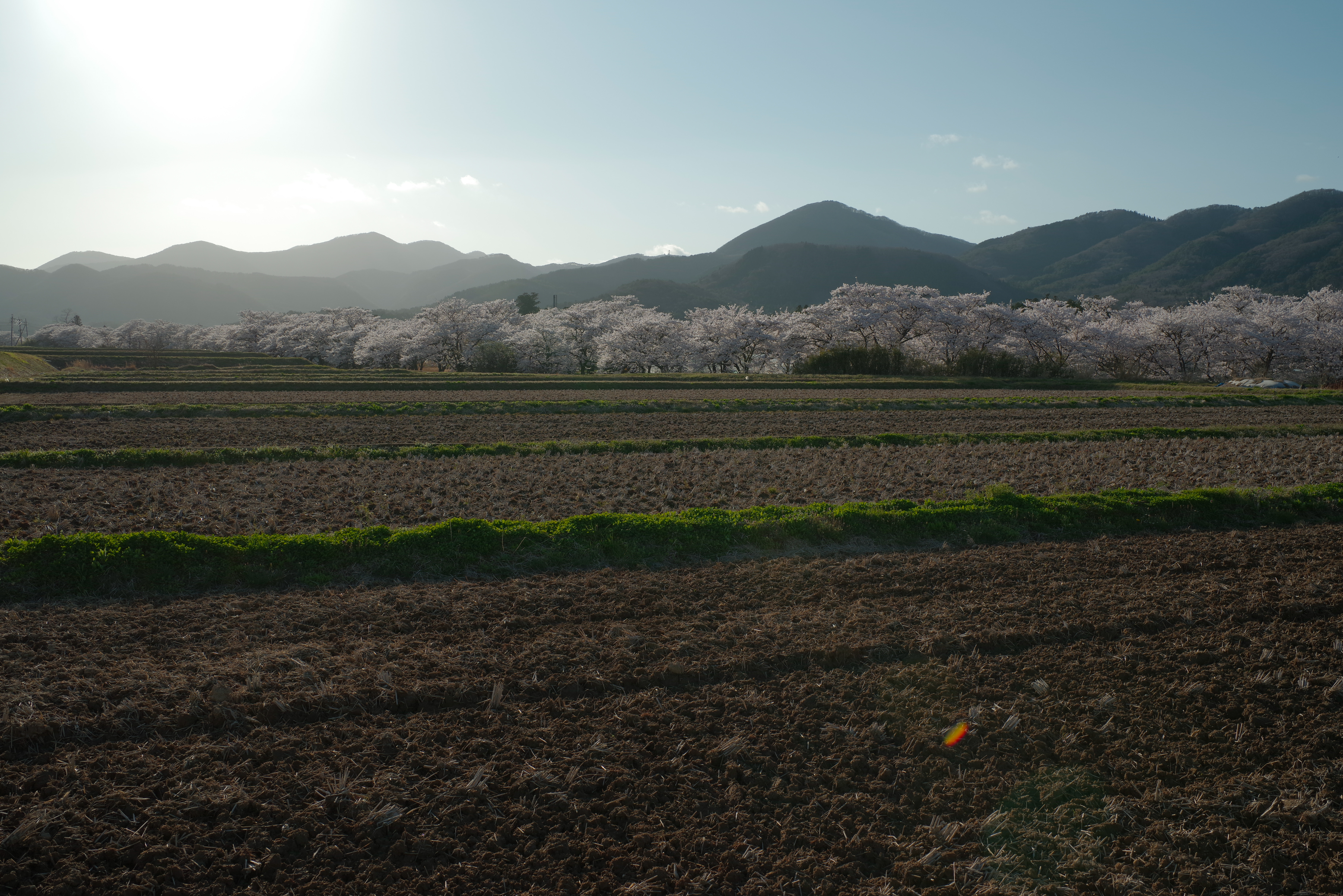 田んぼを横切る畦道と笹原川の千本桜の写真素材 ぱくたそ