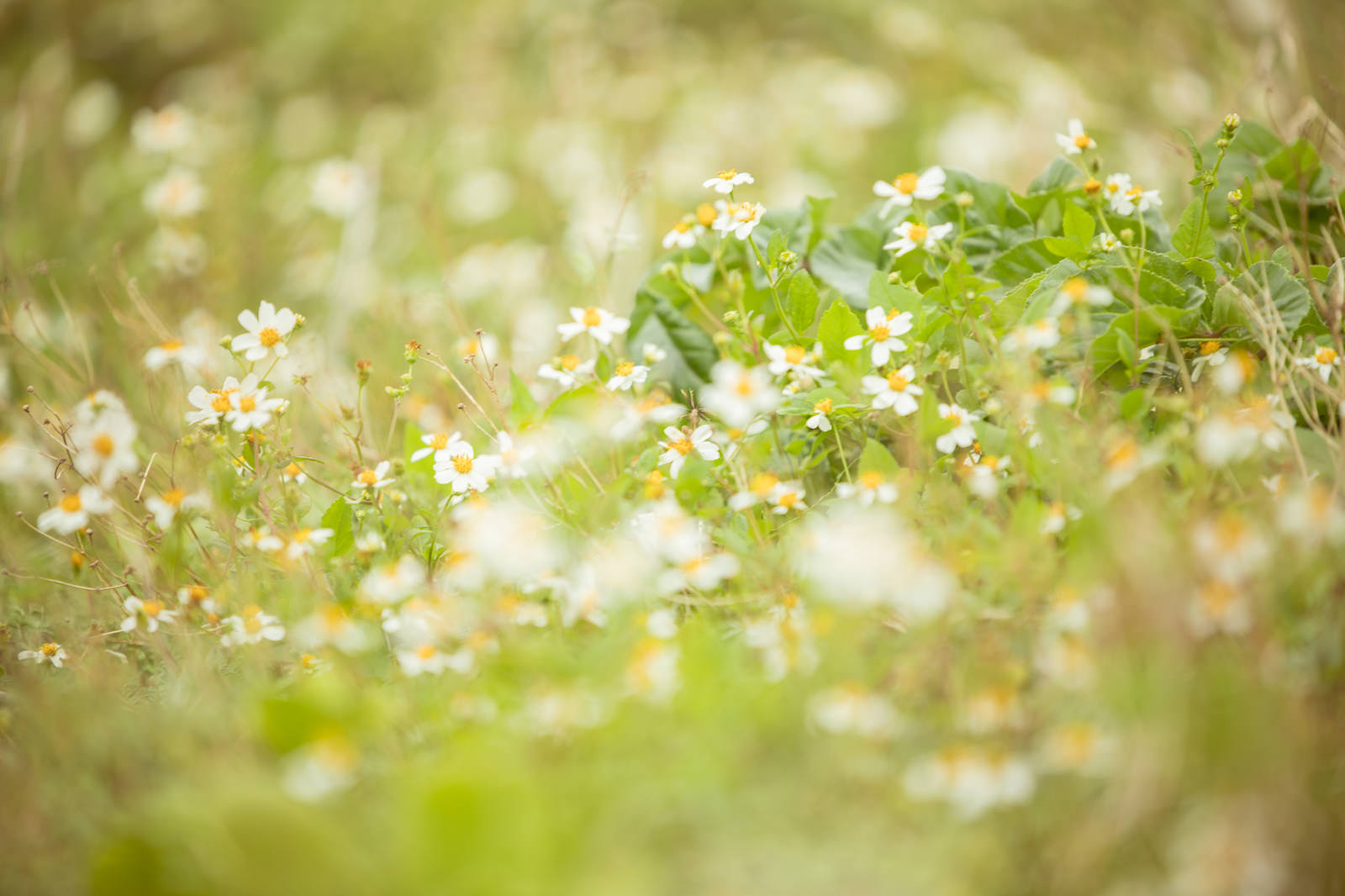 壁紙で癒し効果 高画質の植物の画像３０選 写真まとめサイト Pictas