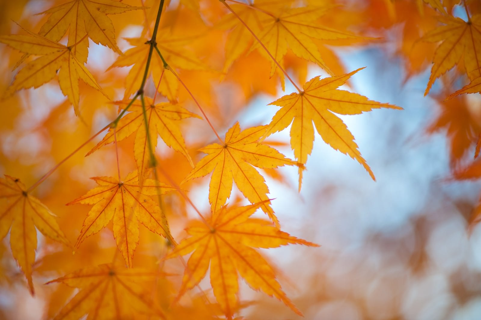 紅葉の季節の写真を無料ダウンロード フリー素材 ぱくたそ