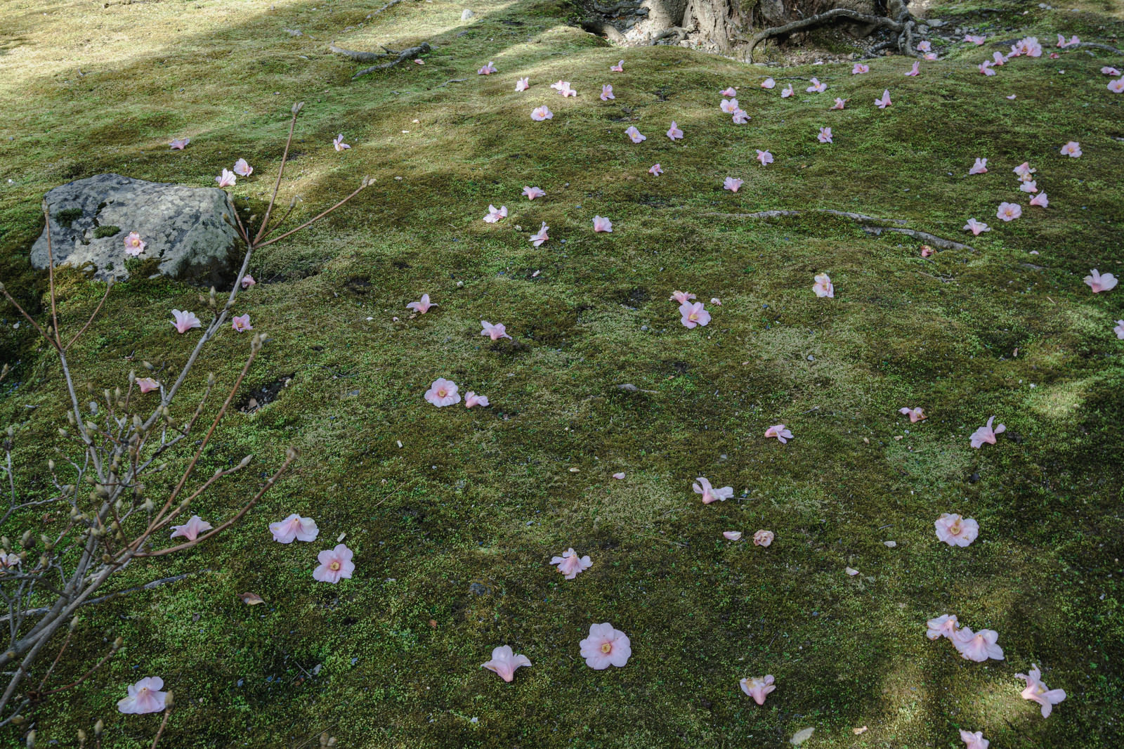 苔の上に無数落花した椿 京都 天龍寺 の写真素材 ぱくたそ