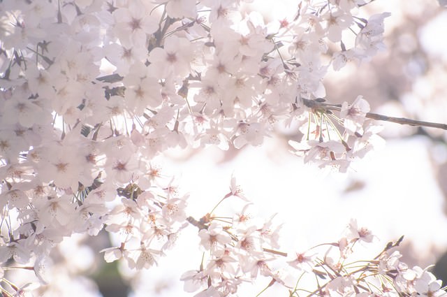 うららかな春の桜