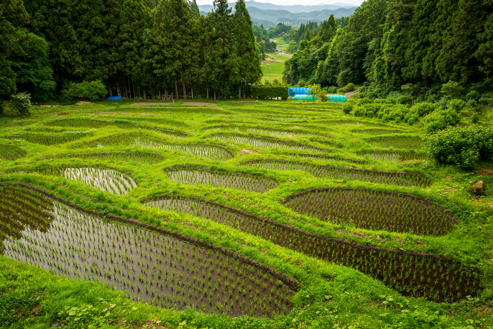 岩手県の金山棚田 かなやまたなだ の写真素材 ぱくたそ