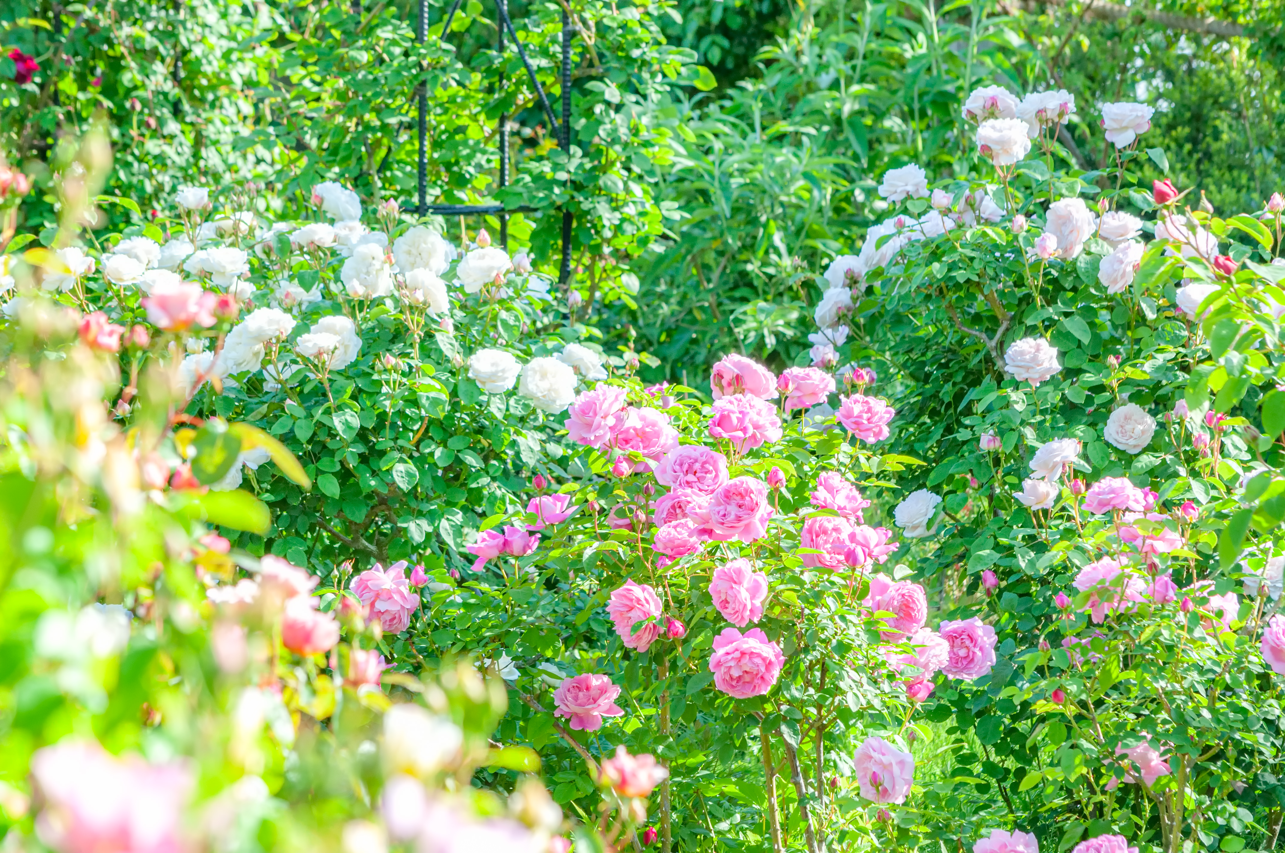 バラ園の多色の薔薇の写真素材 ぱくたそ