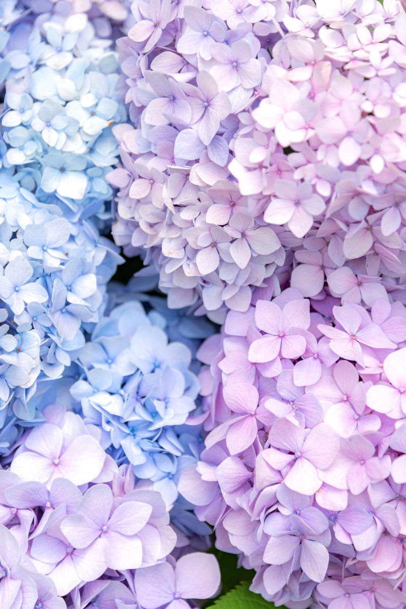 薄紫と水色の紫陽花が満開の写真素材 ぱくたそ