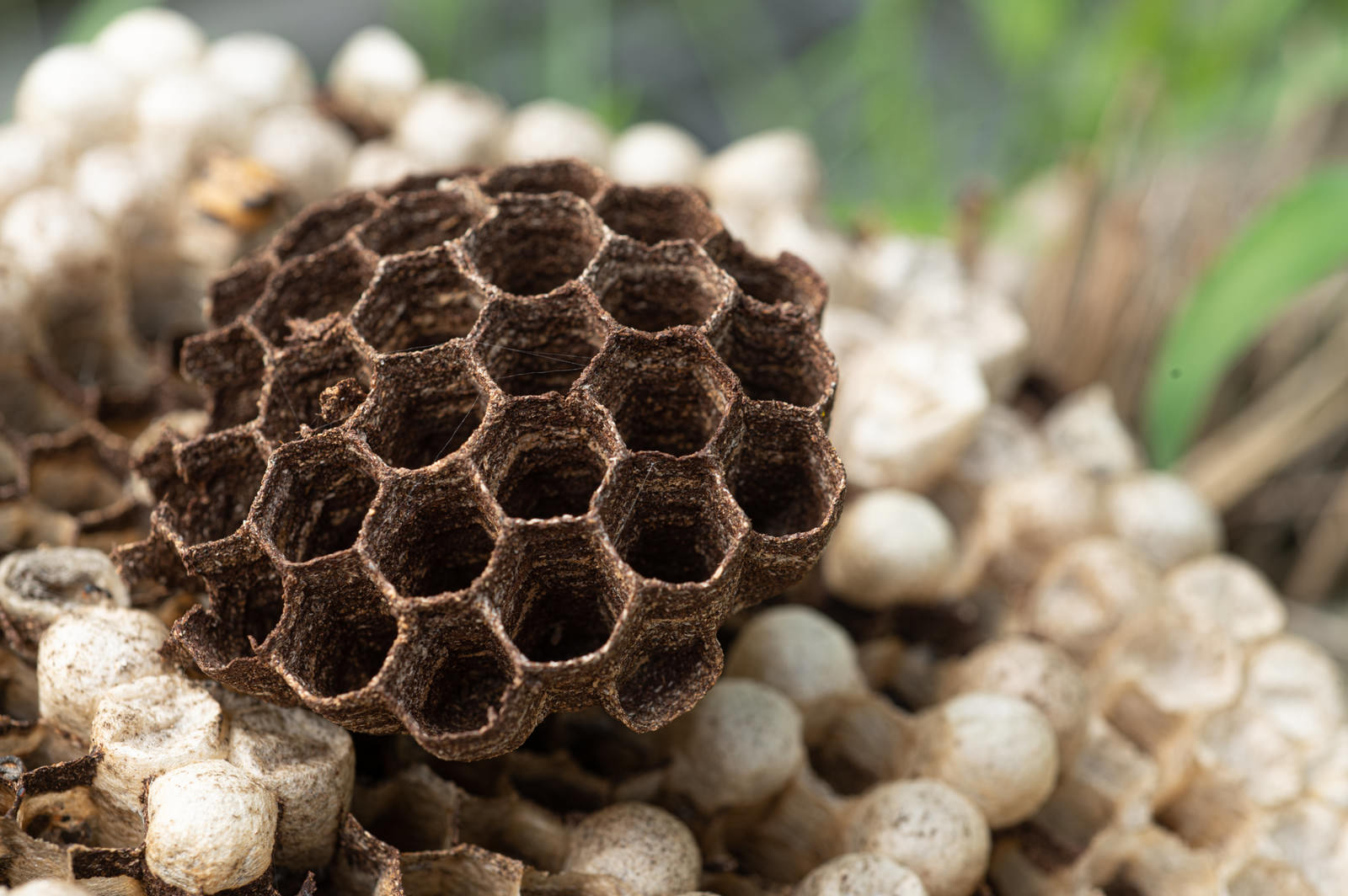 六角形の集合体 蜂の巣 の写真素材を拡大 トリミング加工 Jpg画像 ぱくたそ