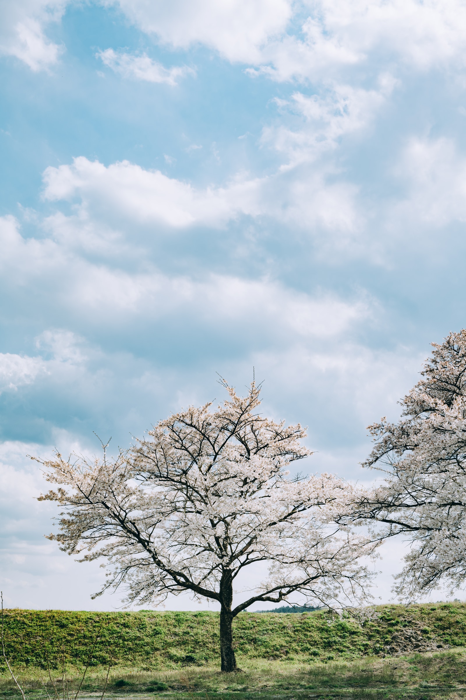 桜の上の雲浮かぶ空の無料の写真素材 - ID.78266｜フリー素材 ぱくたそ