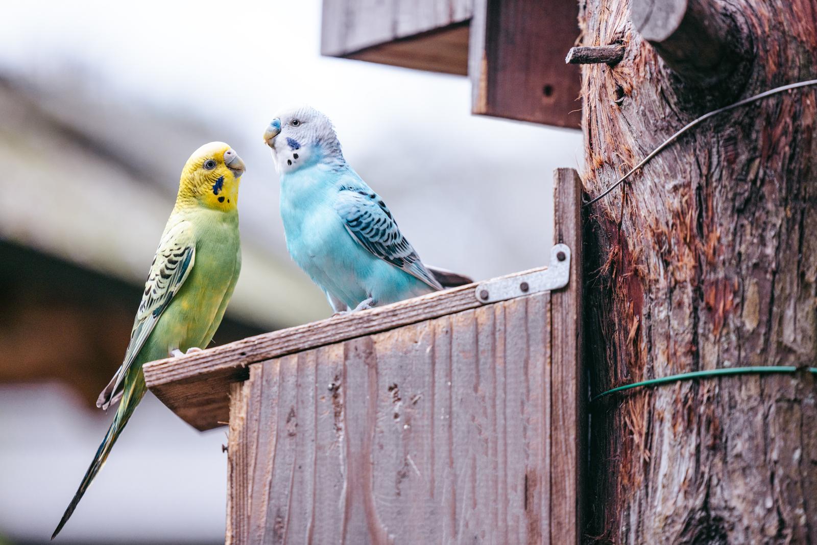 仲良しインコちゃんの無料の写真素材 - ID.88274｜フリー素材 ぱくたそ