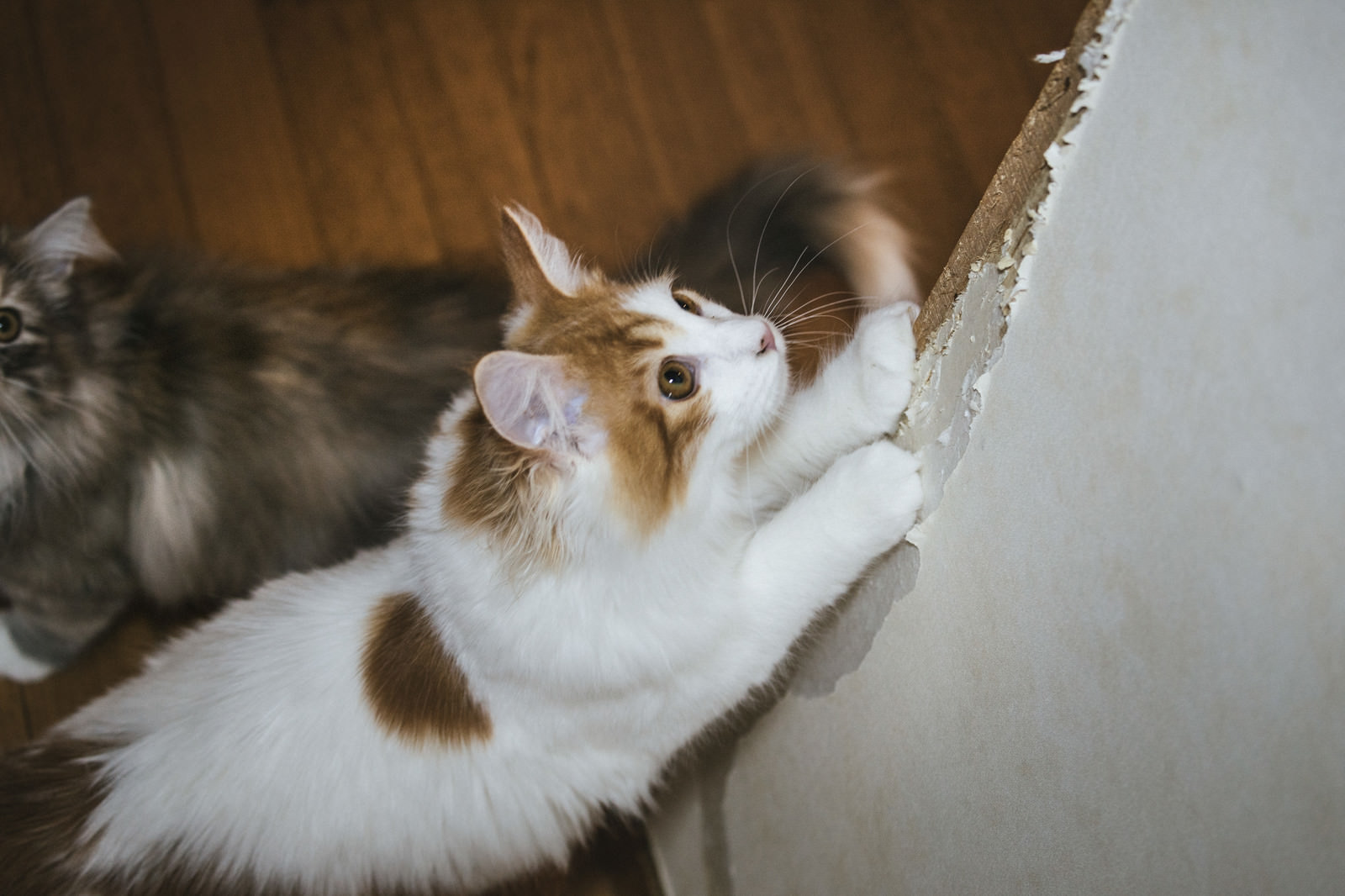 ãå®¶ã®å£ã§çªãç ãç«å®¶ã®å£ã§çªãç ãç«ãã®ããªã¼åçç´ æãæ¡å¤§