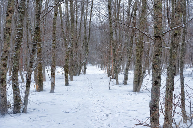 雪の中の自然探索路の写真を無料ダウンロード フリー素材 ぱくたそ