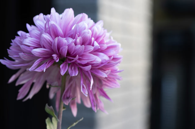 紫がかる菊の花のフリー素材 ぱくたそ