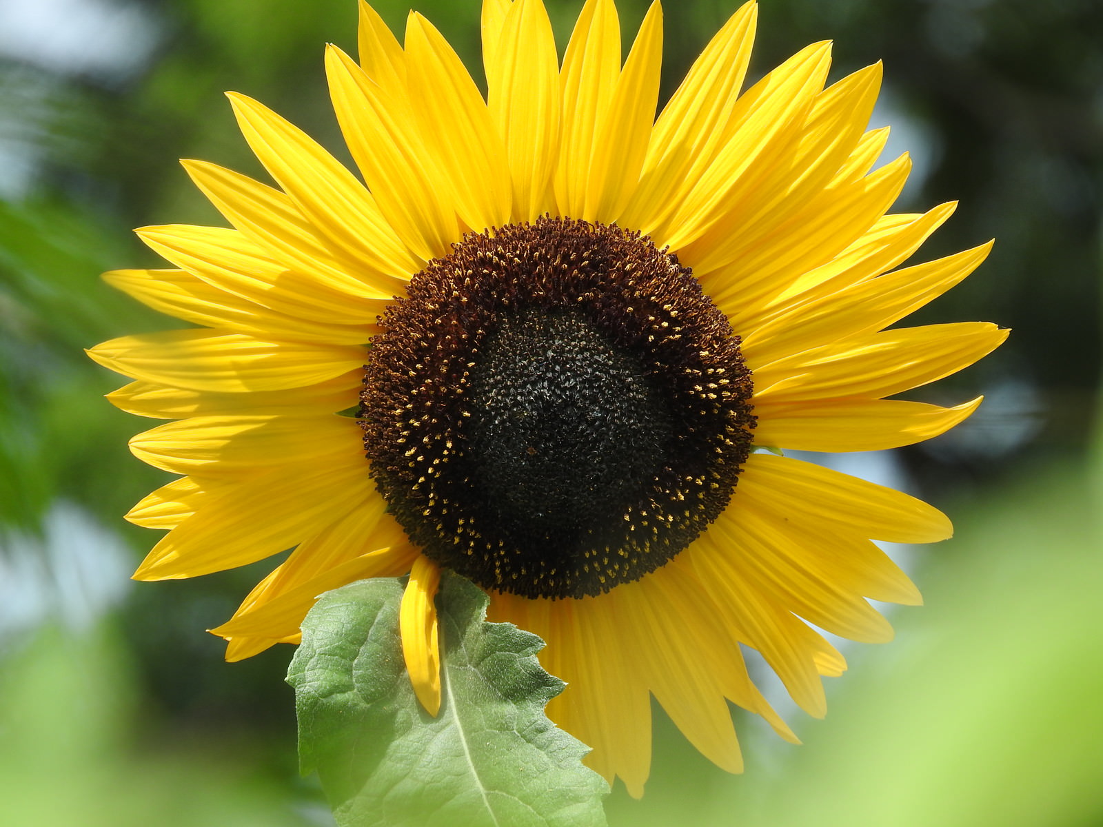 夏の日を浴びた向日葵の花びらの写真 画像 フリー素材 ぱくたそ